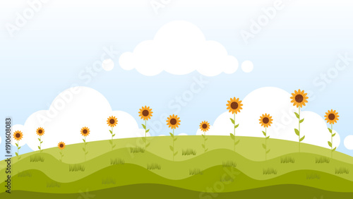 sunny sunflower field on green grass hills under blue sky white clouds