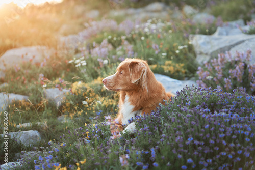 A Nova Scotia Duck Tolling Retriever sits peacefully in a field of blooming wildflowers under gentle sunlight. The setting emphasizes the harmony between the dog and the surrounding nature.