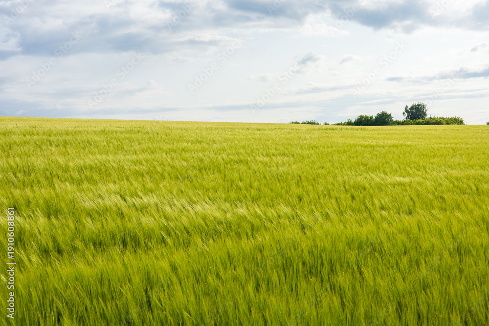Obraz premium Wheat sways gracefully in the wind, bathed in a warm golden glow under a cloudy sky during late afternoon hours