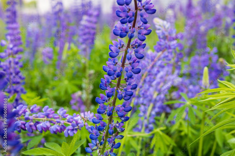 Obraz premium Lush green leaves surround lively purple lupine flowers, creating a peaceful atmosphere under the warm sunlight in spring