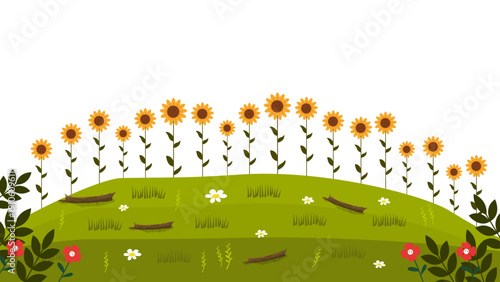 bright meadow hill covered with many tall sunflowers under white sky