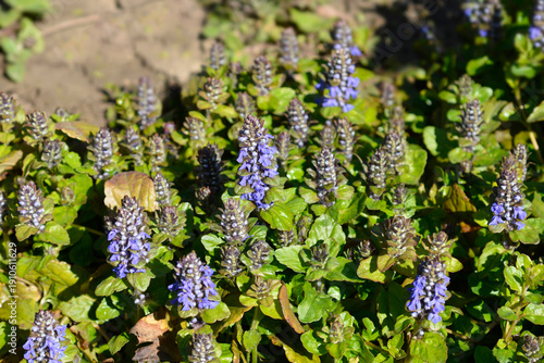 Billede på lærred Common bugle flowers - Latin name - Ajuga reptans