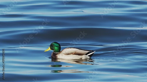 泳ぐマガモのオス (音声あり)