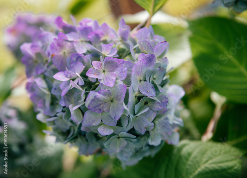 Foto Close-Up of Vibrant Purple Hydrangea Bloom in Garden