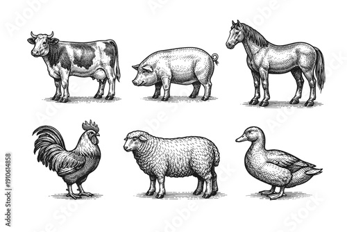Vintage farm animals engraving set, retro livestock and poultry sketches in woodcut style