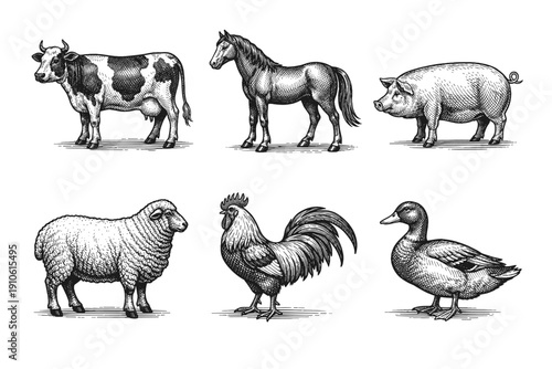 Vintage farm animals engraving set, retro livestock and poultry sketches in woodcut style