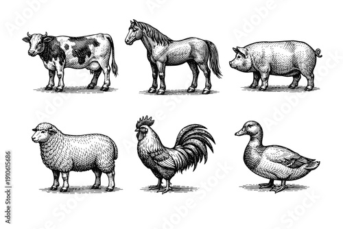 Vintage farm animals engraving set, retro livestock and poultry sketches in woodcut style