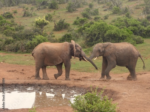 Elephant tussle