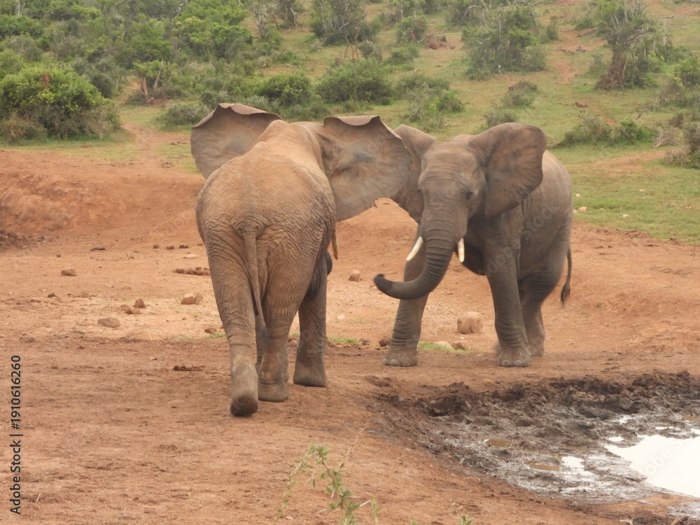 Fototapeta premium Elephant face-off