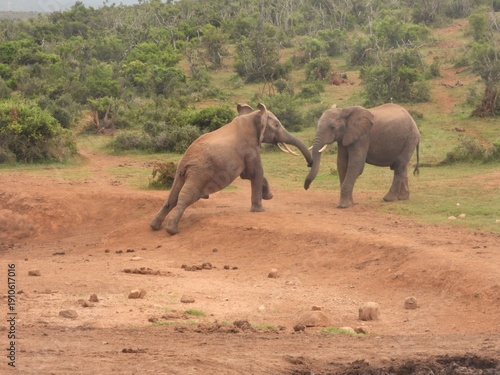 Принти на полотні Elephant tussle