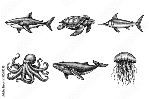 Vintage sea creatures engraving set, antique ocean animals and underwater life sketches in woodcut style