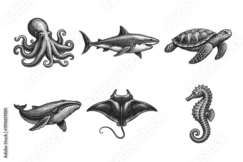 Vintage sea creatures engraving set, antique ocean animals and underwater life sketches in woodcut style