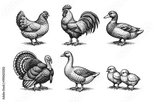 Vintage poultry engraving set, antique farm birds and chicken sketches in woodcut style