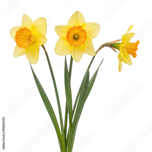 Wallpaper Mural A vibrant bouquet of yellow daffodils with green stems and leaves isolated on transparent background Torontodigital.ca