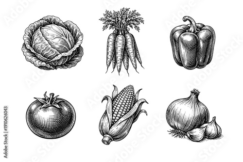 Vintage garden vegetables engraving set, retro agricultural crop sketches in woodcut style isolated on white