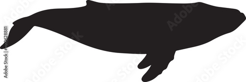 Blue Whale in silhouette.