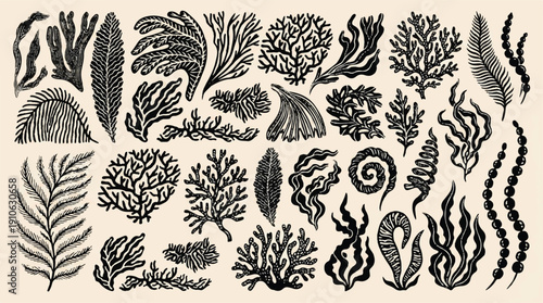 black and white illustration of various seaweed and kelp species on beige background