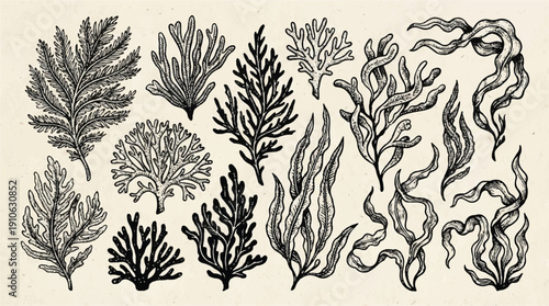 Black and white illustrations of various seaweeds on beige background