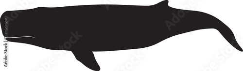 Sperm Whale on white background.