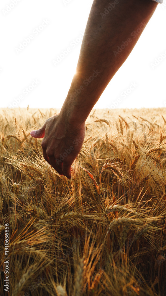 Obraz premium Hand touches wheat in a field during sunrise in the countryside