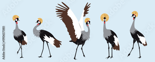 Grey crowned crane bird character set in various poses. Flat vector illustration of african crested cranes isolated on light blue background