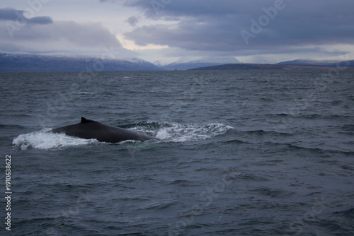 humpback whale tail