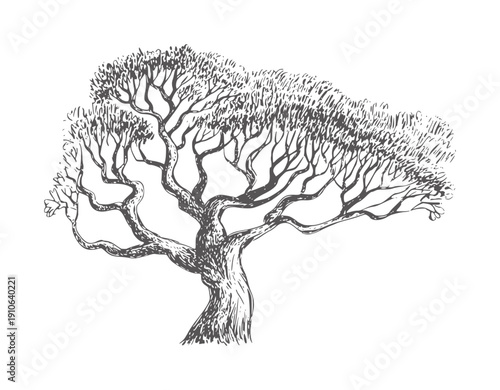 Black and of a gnarled ancient tree with spreading branches