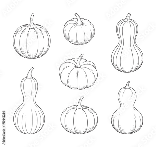 Seven hand drawn pumpkins and gourds in various shapes and sizes squash harvest autumn