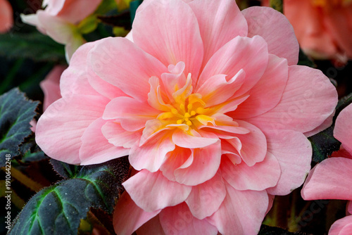 Obraz na plátně A vibrant close-up of a delicate pink begonia flower showcasing its abundant ruffled petals and bright yellow center