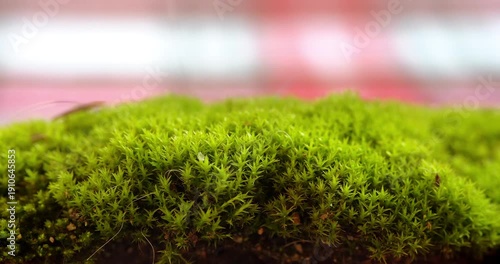 Macro - Moss in the forest 