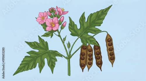 Castor oil plant with pink flowers and seed pods on light blue background
