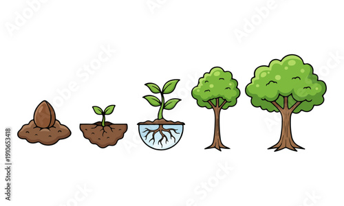 Tree Growth Stages from Seed to Mature Plant Cartoon Illustration