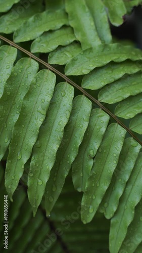 leaf, nature, leaves, tree, macro, summer, closeup, foliage, fresh, organic, green, spring, garden, healthy, herb, flora, freshness, close-up
