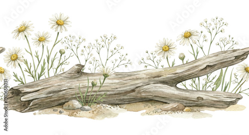 Watercolor clipart, horizontal floral border of wild daisies and baby's breath growing around a weathered piece of driftwood, rustic beach or river aesthetic, soft earthy colors, isolated on white 