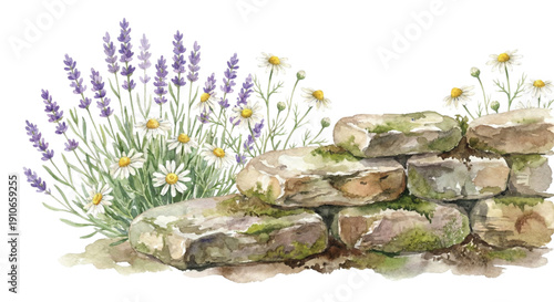 Watercolor illustration, natural border composition of wild lavender and chamomile growing beside stacked rustic garden stones, soft purple and green palette, isolated on white background
