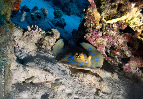 Wallpaper Mural Beautiful bluespotted stingray hides in a coral reef. Torontodigital.ca