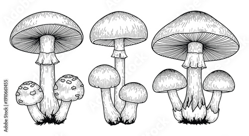Detailed illustration of various mushroom species in a vintage style