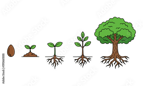 Plant Growth Cycle: Seed Germination Stages to Mature Tree