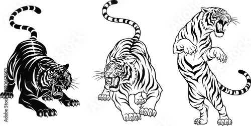 Tiger illustration set featuring roaring wild big cats in aggressive poses, detailed black and white vector animal drawings isolated for tattoo design, wildlife art and graphic projects