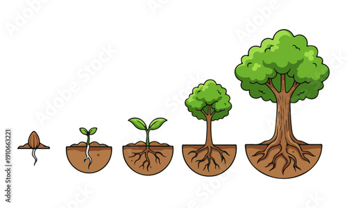 Plant Growth Stages: Seed, Sprout, Sapling, and Mature Tree Life Cycle
