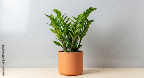 ZZ plant zamioculcas zamiifolia in a simple pot on a clean background, minimal interior design stock photography with modern aesthetic, soft natural light, and fresh contemporary decor mood.