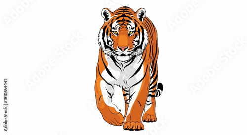 Majestic Tiger Walking Forward Isolated on White Background.