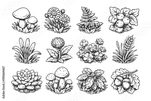 Hand-drawn botanical elements with mushrooms, flowers, and leaves.
