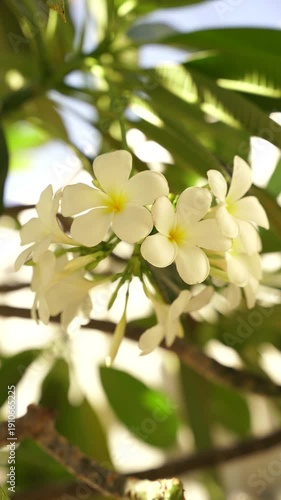 flower, tree, white, spring, blossom, flowers, branch, nature, apple, bloom, garden, plant, blooming, cherry, beauty, leaf, pink, summer, closeup, macro, season, close-up, beautiful, flora, petal