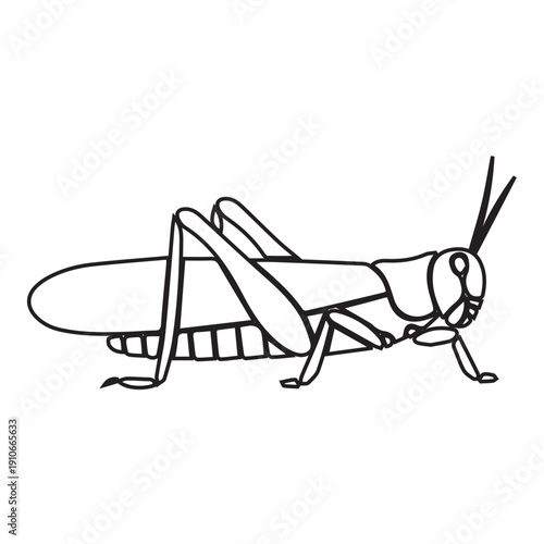 Grasshopper illustration