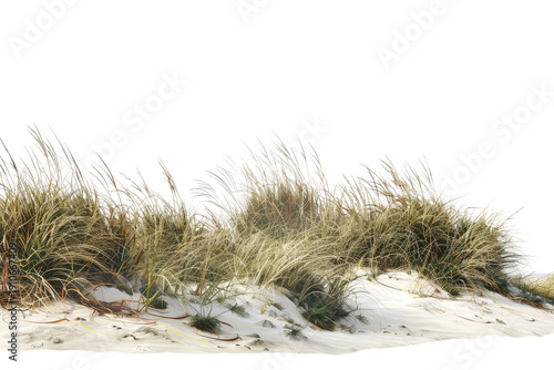 Windswept beach grass cluster isolated on sand white background