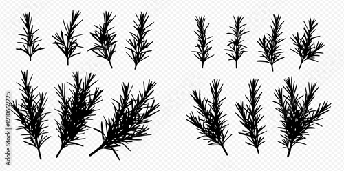 Set of rosemary sprigs silhouettes, aromatic herb for cooking and medicine.