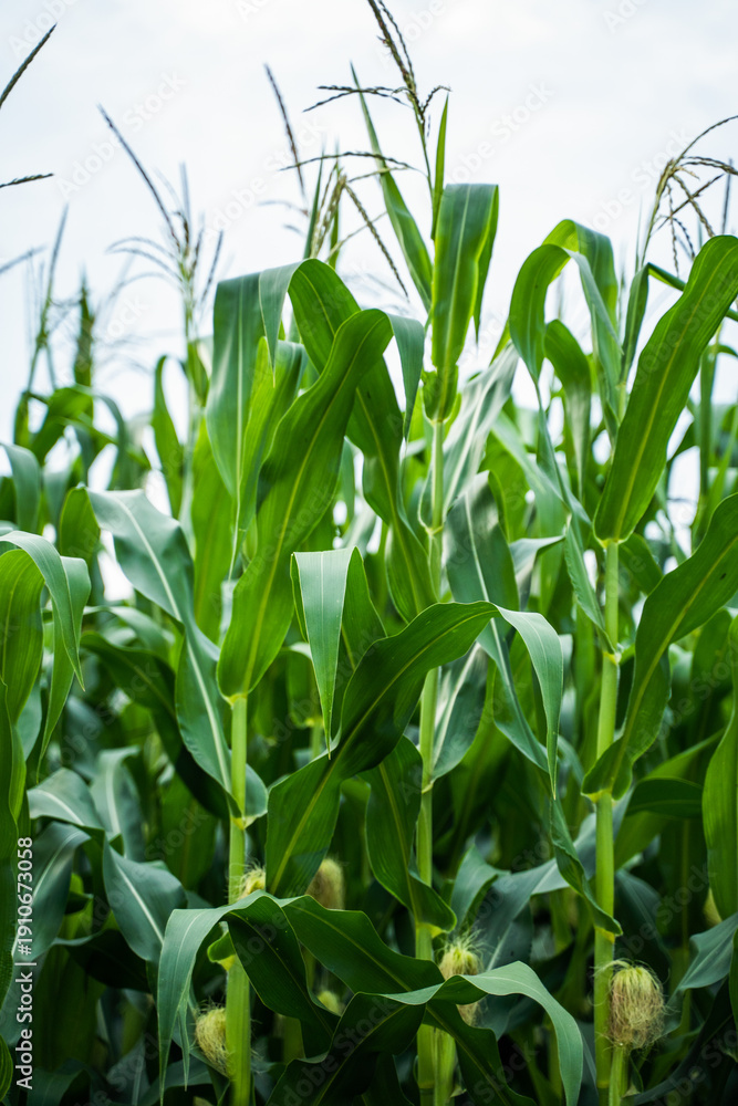 Obraz premium Green cornfield showing healthy maize plants growing in a rural agriculture farm, cultivating food for harvest, representing growth and farming industry