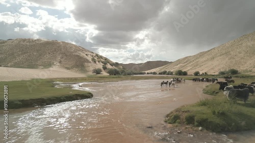 Aerial view of shepherd dog herding horses in shallow river, drone low flight over horse herd and yaks grazing on green meadow with sand dunes, Mongolia desert oasis, 4k raw unedited