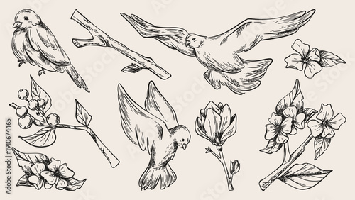 Sketch flying and perched birds, tree branches witn flowers, set of vector illustrations. Vintage botanical monochrome floral pattern, hand drawn spring design elements with magnolia blossom